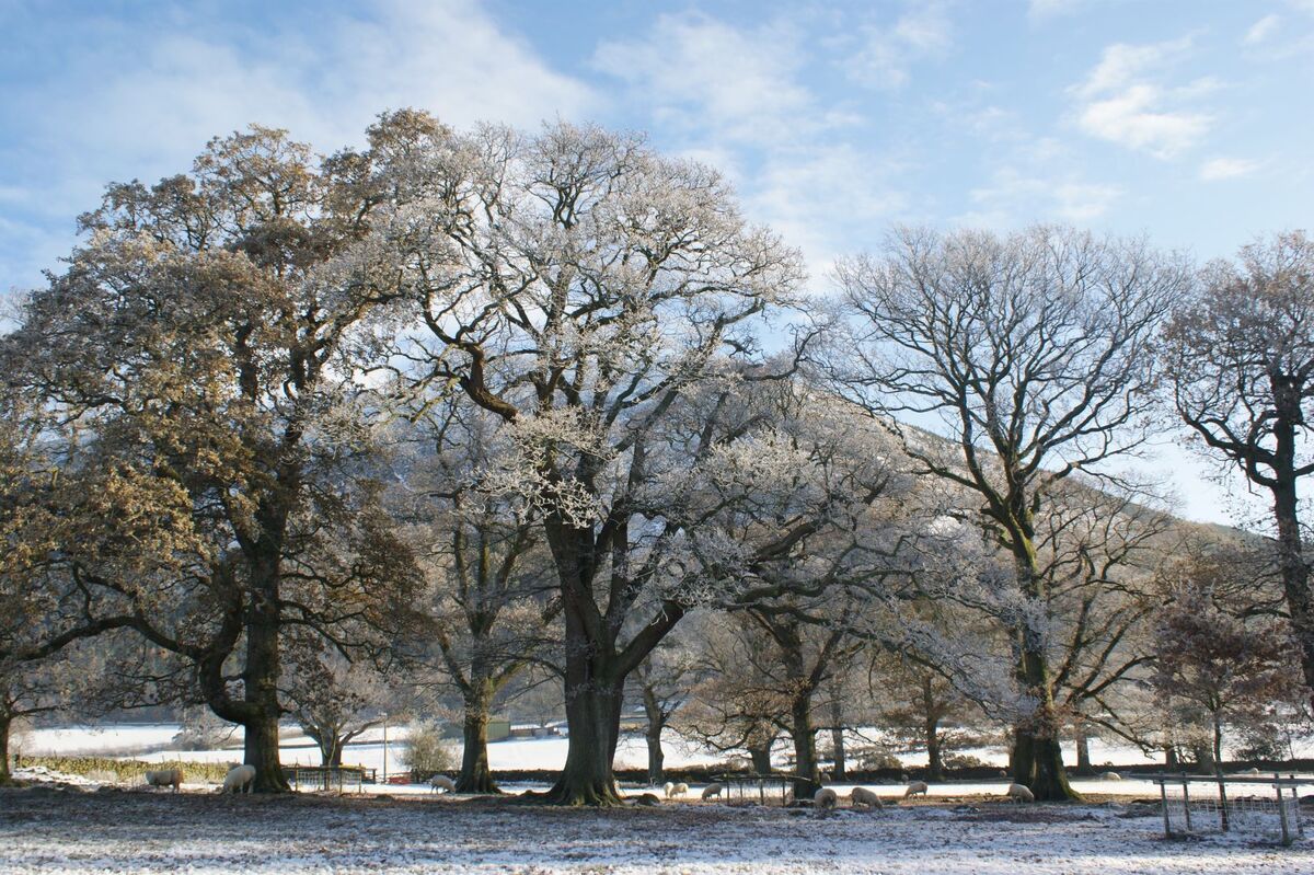 Bassenthwaite Trees1